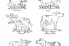 dairyBreeds