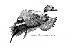 pintail-drawing