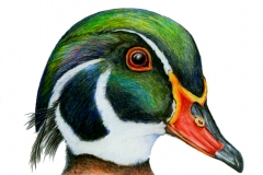 woodduck