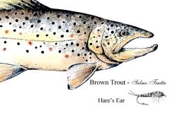 brownTrout2